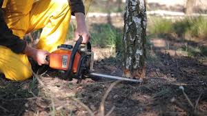 Best Stump Grinding and Removal  in San Marino, CA